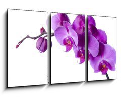 Obraz 3D tdln - 90 x 50 cm F_BS3828163 - orchid