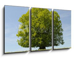 Obraz   Linde Baum, 90 x 50 cm