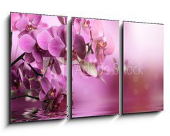 Obraz 3D tdln - 90 x 50 cm F_BS39704074 - Orchid flowers composition