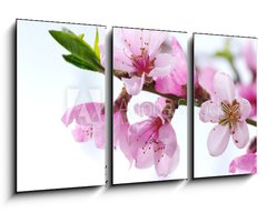 Obraz 3D tdln - 90 x 50 cm F_BS39835010 - pink blossoms