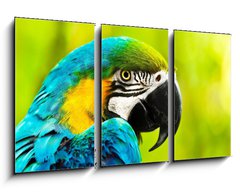 Obraz 3D tdln - 90 x 50 cm F_BS40257884 - Exotic colorful African macaw parrot - Exotick barevn africk papouek papouek