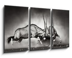 Obraz 3D tdln - 90 x 50 cm F_BS40410948 - Gemsbok fight