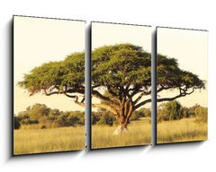 Obraz 3D tdln - 90 x 50 cm F_BS40470084 - Acacia on the African plain