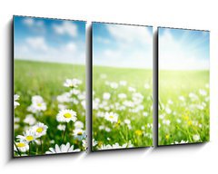 Obraz 3D tdln - 90 x 50 cm F_BS40565280 - field of daisy flowers