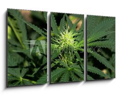 Obraz 3D tdln - 90 x 50 cm F_BS40614796 - Cannabis Hintergrund background