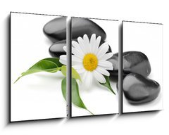 Obraz 3D tdln - 90 x 50 cm F_BS40752804 - orchid
