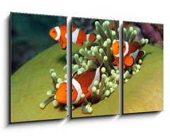 Obraz 3D tdln - 90 x 50 cm F_BS40862196 - Three Western Clown Anemonefish in Anemone, Bunaken, Indonesia - Ti zpadn klaun Anemonefish v Anemone, Bunaken, Indonsie