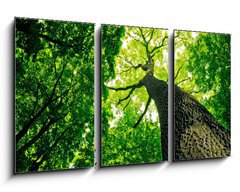 Obraz 3D tdln - 90 x 50 cm F_BS41095112 - forest