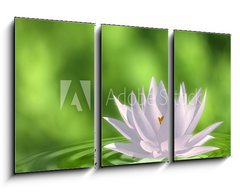 Obraz 3D tdln - 90 x 50 cm F_BS41172939 - Floating waterlily