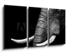 Obraz 3D tdln - 90 x 50 cm F_BS41216080 - African Elephant Close Up