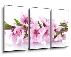 Obraz 3D tdln - 90 x 50 cm F_BS41227262 - beautiful pink peach blossom isolated on white - krsn rov broskvov kvt izolovanch na blm