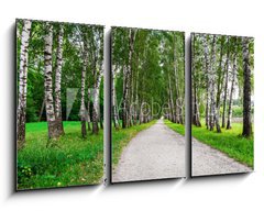 Obraz   path in birch forest, 90 x 50 cm