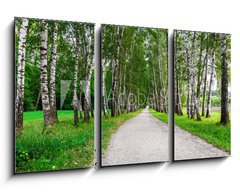 Obraz 3D tdln - 90 x 50 cm F_BS41548015 - path in birch forest