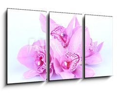 Obraz 3D tdln - 90 x 50 cm F_BS41582656 - beautiful pink orchid against blue background