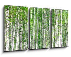 Obraz   Birch forest. May, 90 x 50 cm