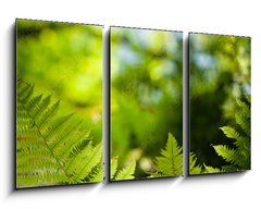 Obraz 3D tdln - 90 x 50 cm F_BS419413555 - Green fresh fern leafs in a forest with trees in the background and a blue sky