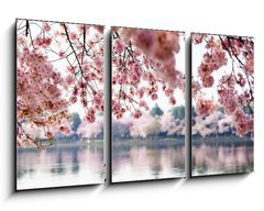 Obraz   Cherry Blossoms over Tidal Basin in Washington DC, 90 x 50 cm