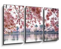 Obraz 3D tdln - 90 x 50 cm F_BS41977013 - Cherry Blossoms over Tidal Basin in Washington DC - Cherry Blossoms nad plivovou pnv ve Washingtonu DC