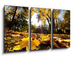 Obraz   Fall autumn park. Falling leaves in a sunny day, 90 x 50 cm