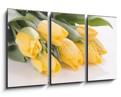 Obraz 3D tdln - 90 x 50 cm F_BS42120397 - Spring tulips isolated on white