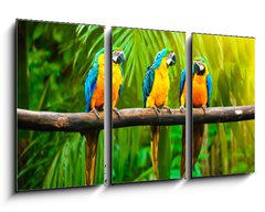 Obraz 3D tdln - 90 x 50 cm F_BS42532067 - Blue-and-Yellow Macaw
