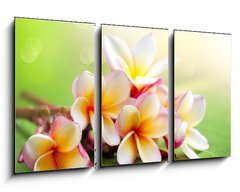 Obraz 3D tdln - 90 x 50 cm F_BS42559107 - Frangipani Tropical Spa Flower. Plumeria. Shallow DOF