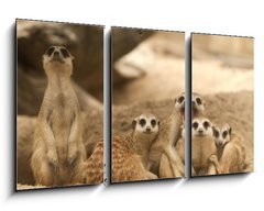 Obraz   Portrait group of meerkat, 90 x 50 cm