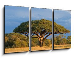 Obraz 3D tdln - 90 x 50 cm F_BS4280552 - African Acacia tree, Hwange National Park, Zimbabwe - Africk strom akcie, nrodn park Hwange, Zimbabwe