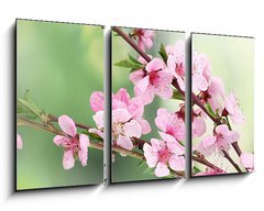 Obraz 3D tdln - 90 x 50 cm F_BS42824087 - beautiful pink peach blossom on green background - krsn rov broskvov kvt na zelenm pozad