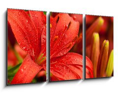 Obraz   red lilly flowers, 90 x 50 cm