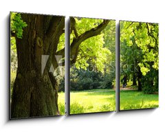 Obraz 3D tdln - 90 x 50 cm F_BS42887585 - Mighty oak tree