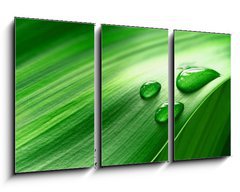 Obraz 3D tdln - 90 x 50 cm F_BS43098677 - Plantleaf