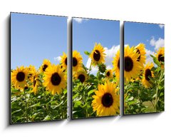 Obraz 3D tdln - 90 x 50 cm F_BS43441977 - Sonnenblumen