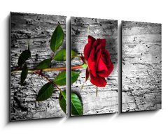 Obraz 3D tdln - 90 x 50 cm F_BS43494940 - rosa rossa su fondo b/n