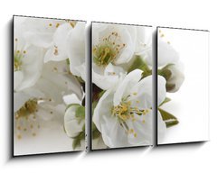 Obraz 3D tdln - 90 x 50 cm F_BS43742394 - fleurs