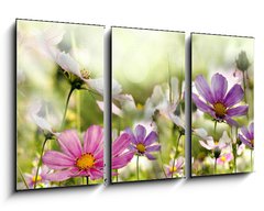 Obraz 3D tdln - 90 x 50 cm F_BS43864342 - kwiaty