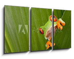 Obraz 3D tdln - 90 x 50 cm F_BS43998822 - red eyed tree frog peeping