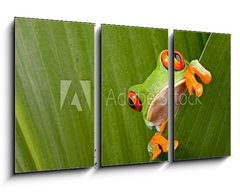 Obraz   red eyed tree frog peeping, 90 x 50 cm