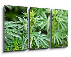 Obraz 3D tdln - 90 x 50 cm F_BS44012668 - marijuana