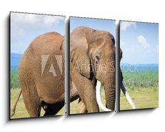 Obraz   Elephant with large tusks, 90 x 50 cm