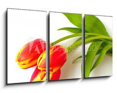 Obraz 3D tdln - 90 x 50 cm F_BS4410361 - tulpen - tulips