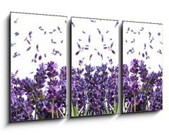 Obraz 3D tdln - 90 x 50 cm F_BS44305903 - fresh lavender flowers on white