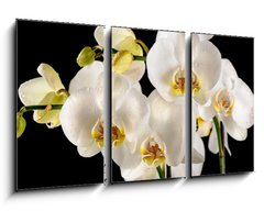 Obraz 3D tdln - 90 x 50 cm F_BS44455446 - White orchids on the black background