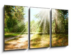 Obraz 3D tdln - 90 x 50 cm F_BS44542883 - Forest