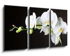 Obraz 3D tdln - 90 x 50 cm F_BS44550802 - Close-up of white orchids (phalaenopsis) against dark background