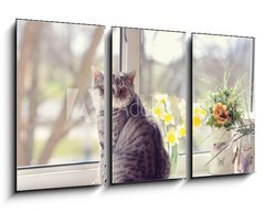 Obraz 3D tdln - 90 x 50 cm F_BS44792547 - cat sitting on the windowsill in the flowers on the background o