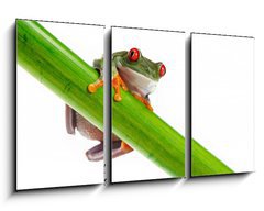 Obraz 3D tdln - 90 x 50 cm F_BS45097873 - Green Frog with red eye.