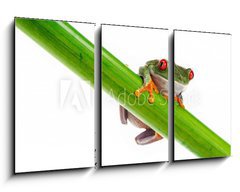 Obraz   Green Frog with red eye., 90 x 50 cm