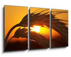 Obraz 3D tdln - 90 x 50 cm F_BS4517963 - Wheat - Penice