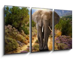 Obraz 3D tdln - 90 x 50 cm F_BS45496510 - Elephant walking on the road at sunset